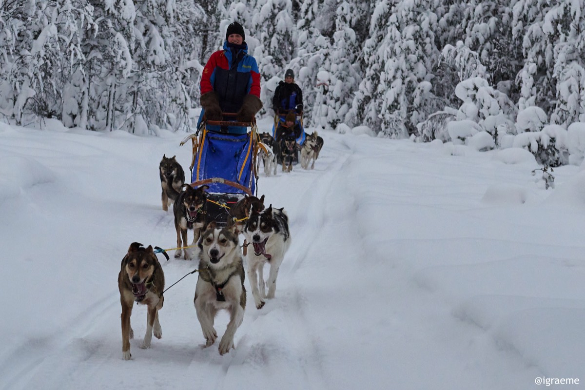 Dogsledding in Luleå