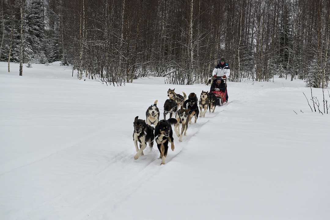 Dogsledding Pine Bay Lodge