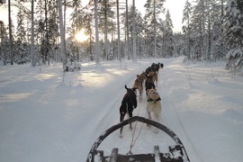 Brandon-Bothnia-Sleddog-Adventures4