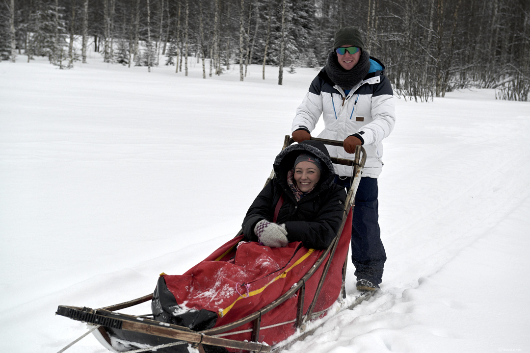 Dogsledding Luleå Brändön